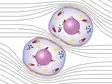 Microscopic view of two cells with visible nuclei and organelles – surrounded by lines indicating fluid movement or cellular dynamics