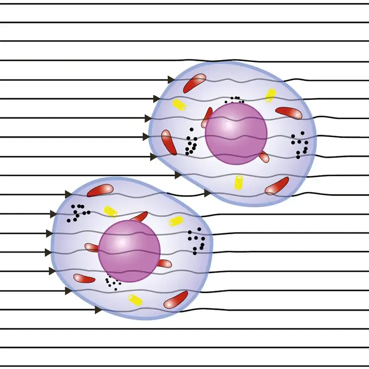 Microscopic view of two cells with visible nuclei, mitochondria, and other organelles – set against a background of horizontal lines