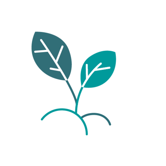 Minimalistische Illustration einer kleinen Pflanze mit zwei Blättern und Wurzeln in Türkis.