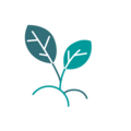 Minimalistische Illustration einer kleinen Pflanze mit zwei Blättern und Wurzeln in Türkis.